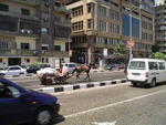 Donkey on the street